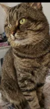 pet-image