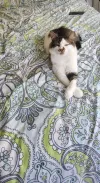 pet-image