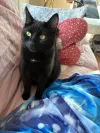 pet-image