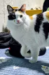 pet-image