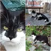 pet-image