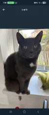 pet-image