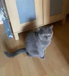 pet-image
