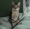 pet-image