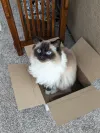 pet-image