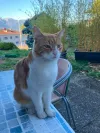 pet-image