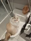 pet-image