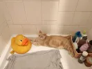 pet-image