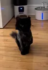 pet-image