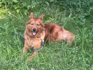 pet-image
