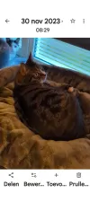 pet-image