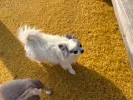 pet-image