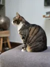 pet-image