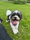 pet-image
