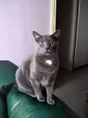 pet-image