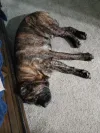 pet-image