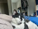 pet-image