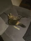 pet-image
