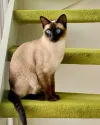 pet-image