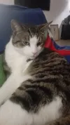 pet-image