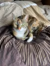 pet-image