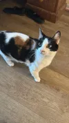 pet-image