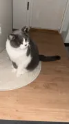 pet-image