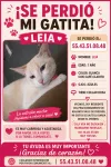 pet-image