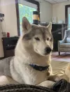pet-image