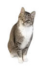 pet-image