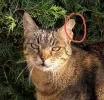 pet-image