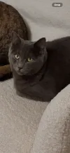 pet-image