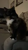 pet-image