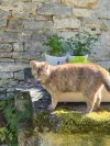 pet-image