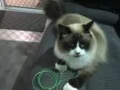 pet-image