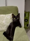 pet-image