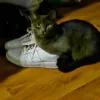 pet-image