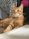 pet-image