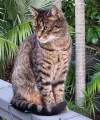 pet-image