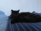 pet-image