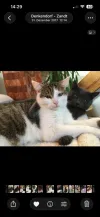 pet-image