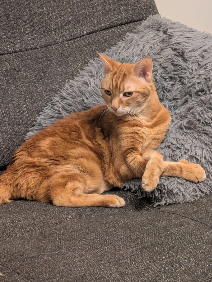 Simon