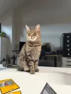 pet-image