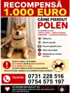 pet-image