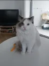 pet-image