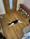pet-image