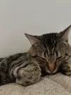 pet-image