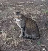 pet-image