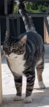 pet-image