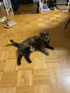 pet-image